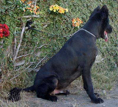 baron von steiner sitting